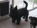 Small black dog at sliding door
